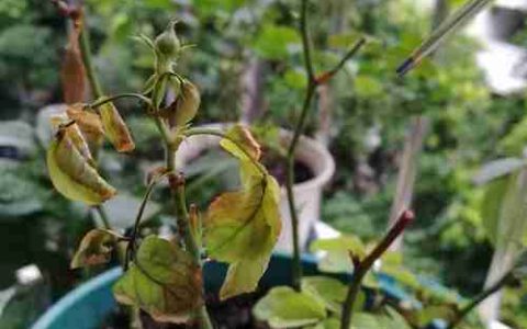 月季花叶子发黄枯萎掉落是怎么回事？原因排查与防治指南
