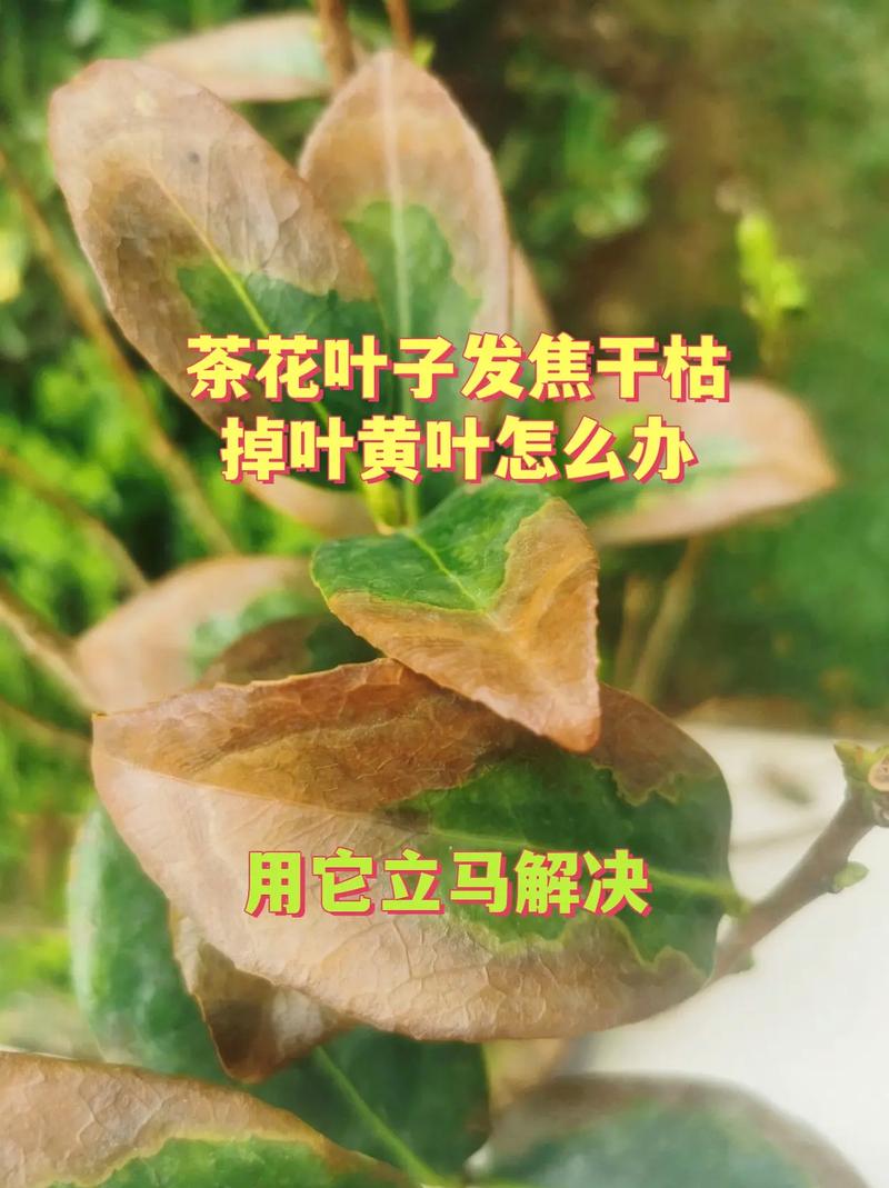 茶花叶子干了是怎么回事?5大核心原因与针对性补救方案 叶子干枯的5大原因与精准补救方案