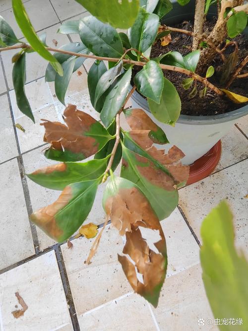 茶花叶子干了是怎么回事?5大核心原因与针对性补救方案 盆栽/地栽选择决策