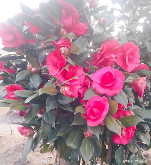茶花叶子干了是怎么回事?5大核心原因与针对性补救方案 FAQ