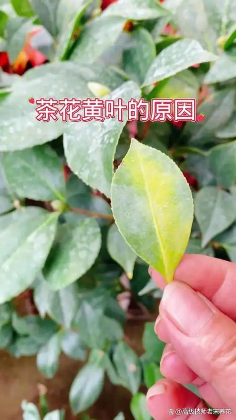 茶花叶子干了是怎么回事?5大核心原因与针对性补救方案 常见误区与纠正