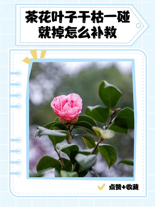 茶花叶子干了是怎么回事?5大核心原因与针对性补救方案 总结