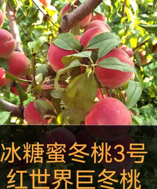 晚熟桃最好的三个品种对比：秋彤、晚蜜、锦绣深度解析