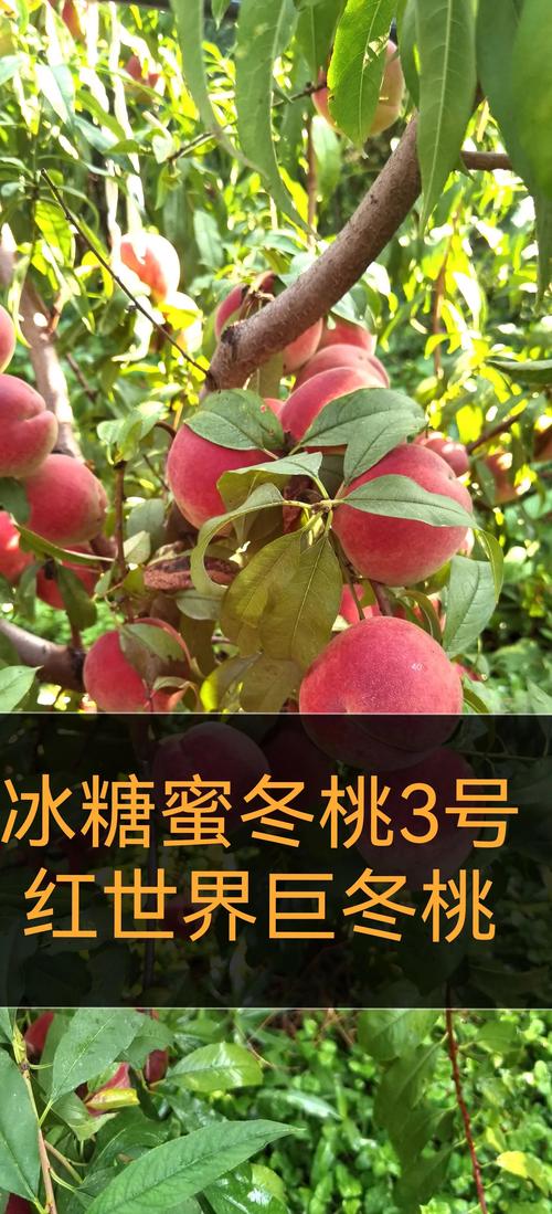 晚熟桃最好的三个品种对比:秋彤、晚蜜、锦绣深度解析 晚熟桃最好的三个品种对比:秋彤、晚蜜、锦绣深度解析