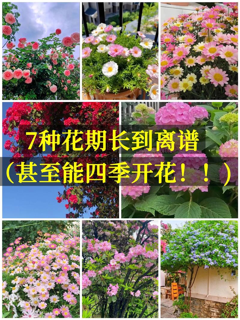 广东秋冬种花指南:这5种花现在种,春节开爆阳台! 三、总结:一步到位,春节赏花