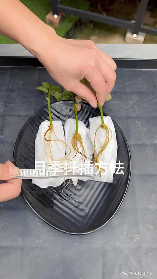 金达莱花插水生根吗?水插繁殖全流程与成活要点 水插工具与药品清单