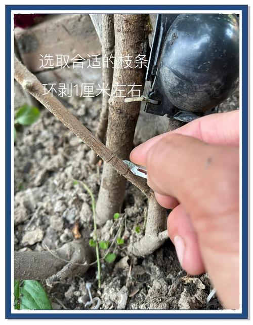 金达莱花插水生根吗?水插繁殖全流程与成活要点 失败原因对照