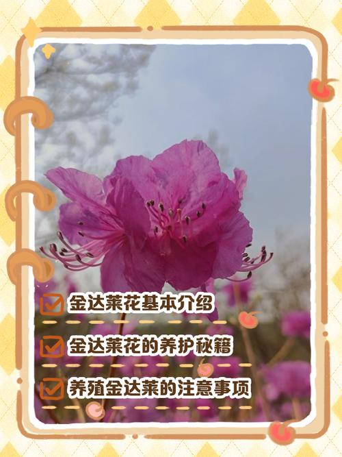 金达莱花插水生根吗?水插繁殖全流程与成活要点 常见问题快答