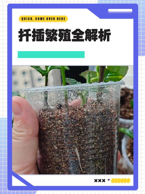 金达莱花插水生根吗?水插繁殖全流程与成活要点 总结