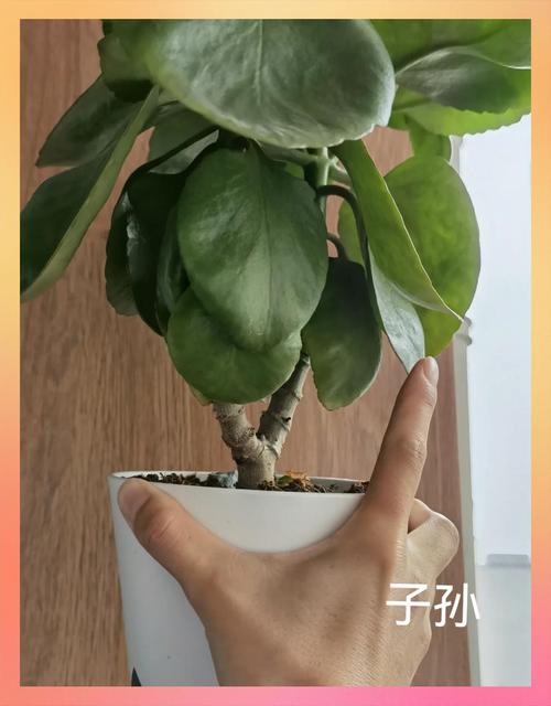 谷许堂种子调好的糖,到底是什么?园艺神效大揭秘! 结语