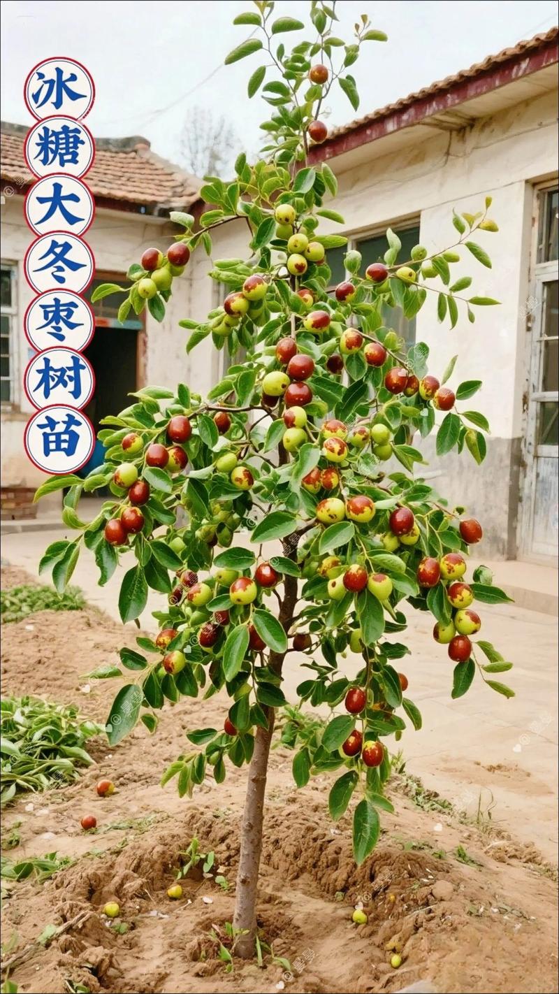 南方冬天适合栽什么果树苗?这5个品种当年挂果,采购避坑看3点 品种5:柑橘类(砂糖橘/沃柑/金桔)——第3年挂果,盛果期亩产8000斤