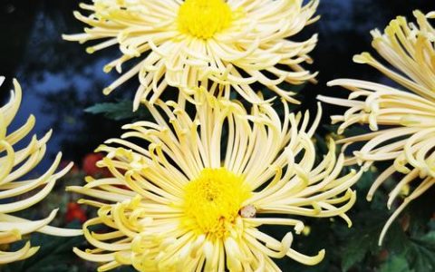 菊花