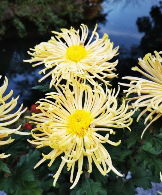 菊花
