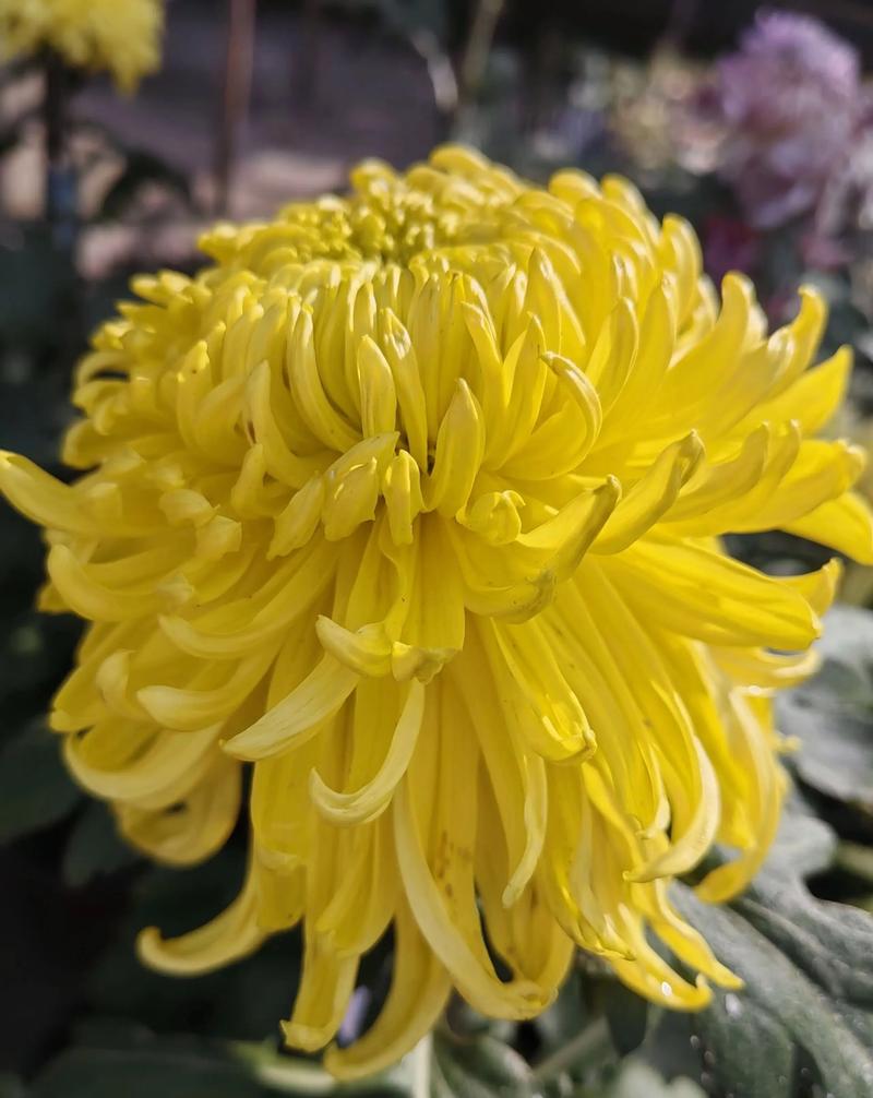 菊花 品种基础档案