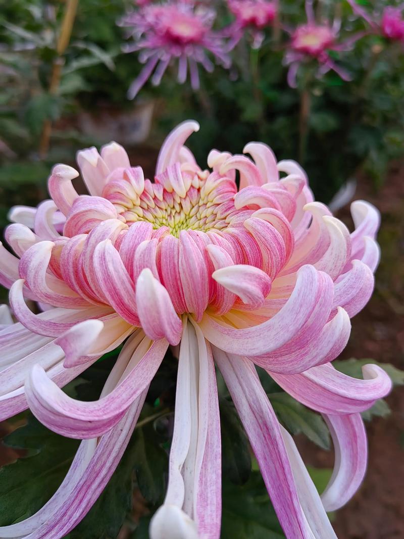 菊花 修剪促花系统指导——避免“头重脚轻”的开裂诱因
