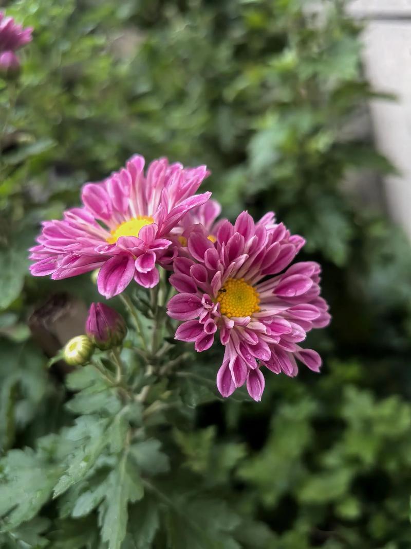 菊花 盆栽/地栽选择决策——根据空间、根系与耐寒性判断