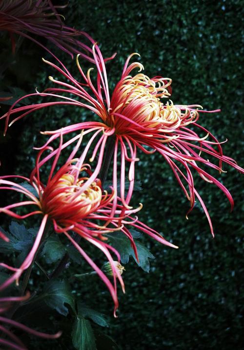菊花 FAQ