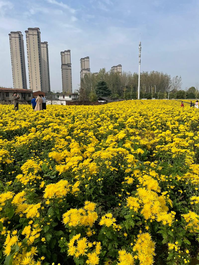 菊花 常见误区与纠正