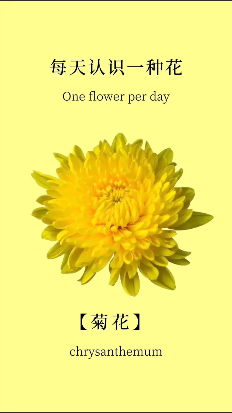 菊花 总结:3条核心可执行动作