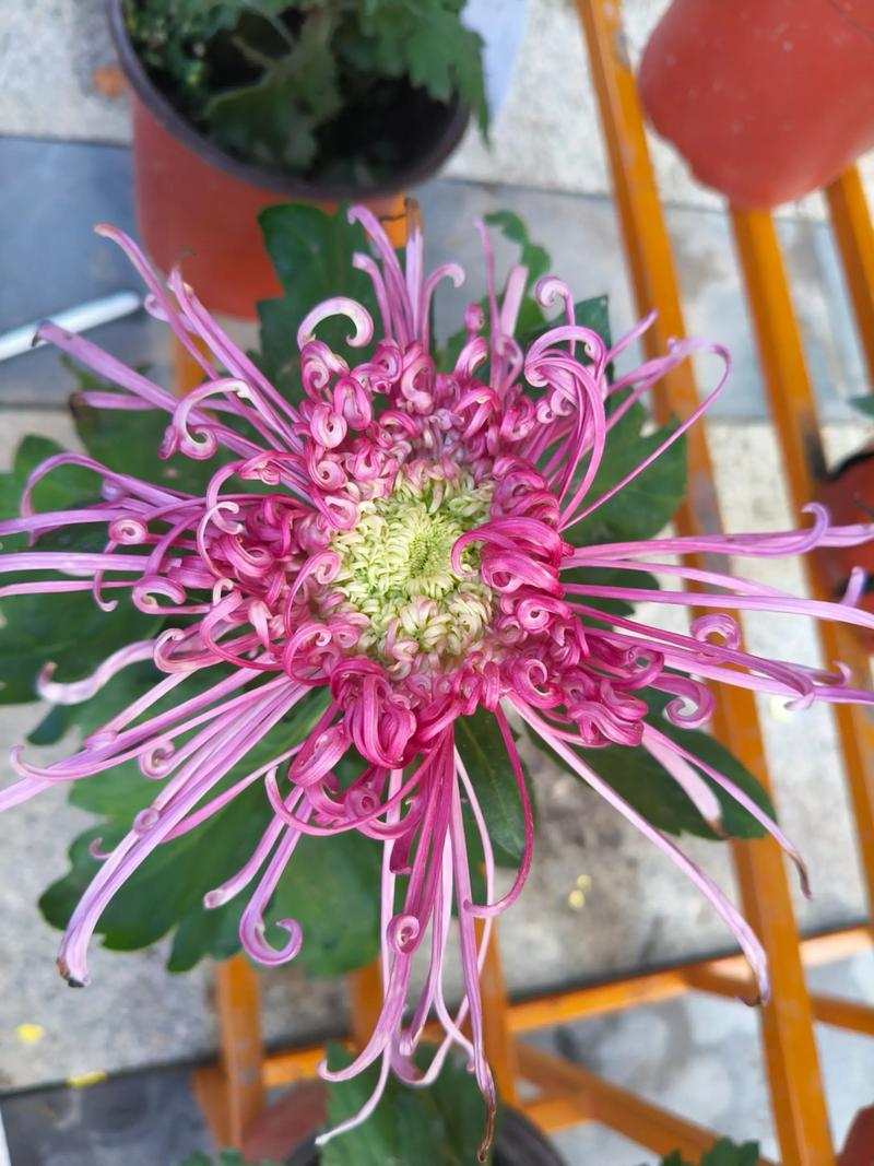 菊花 越冬与越夏管理——极端天气下的开裂防护