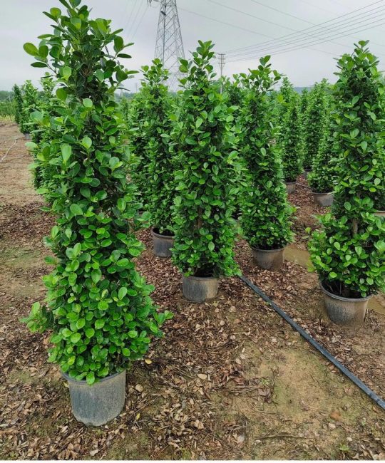 火山榕是乔木吗？植物学特征、生长习性与园林应用全解析