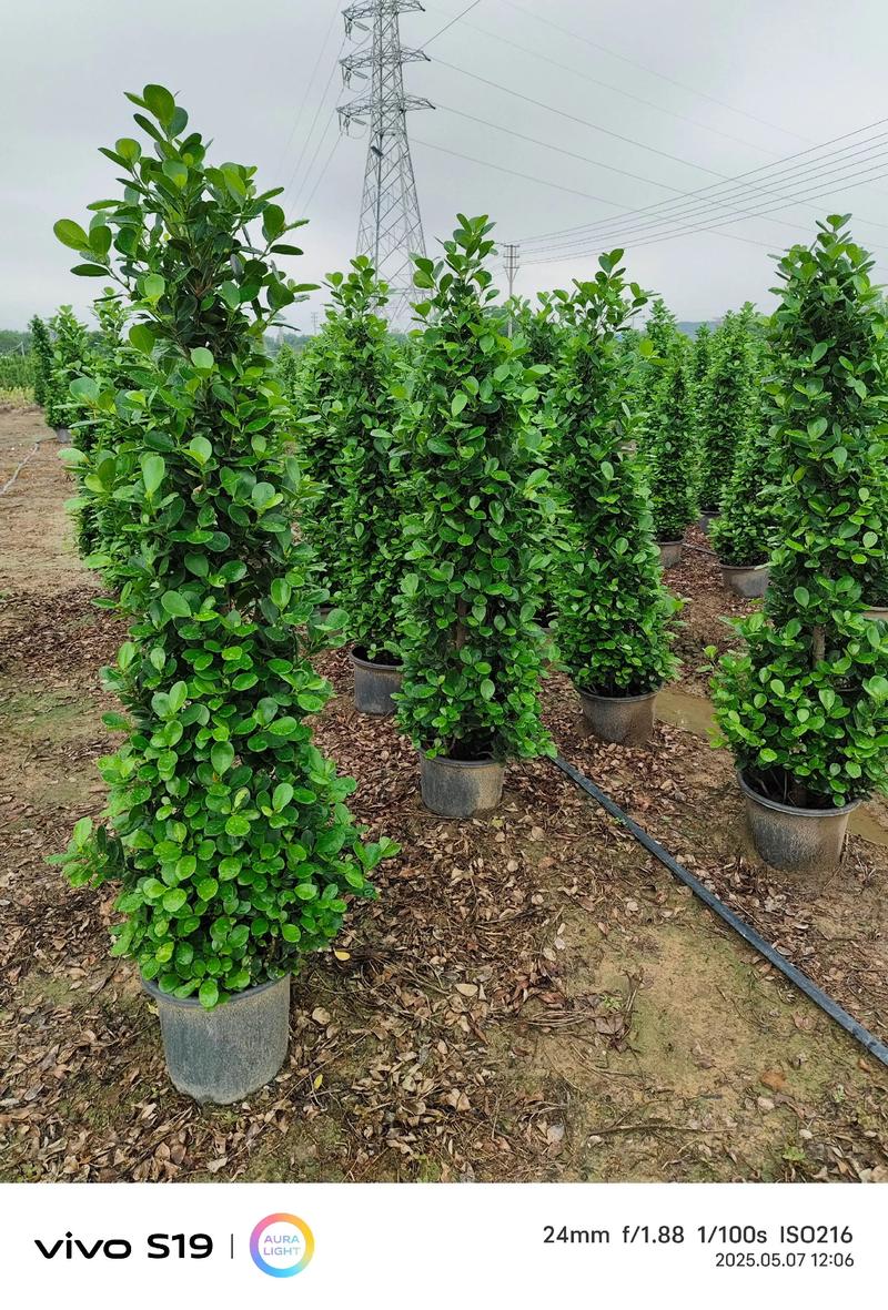 火山榕是乔木吗？植物学特征、生长习性与园林应用全解析