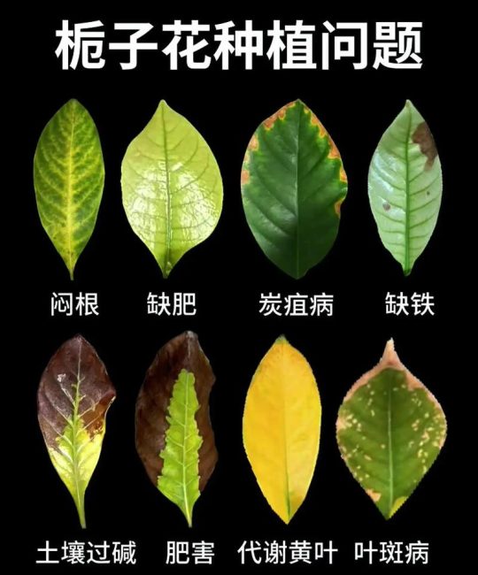栀子花里总有虫子？原因和解决方法在这里