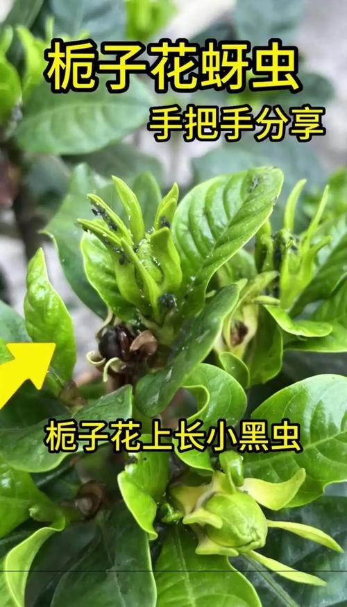 二、栀子花常见虫害及症状