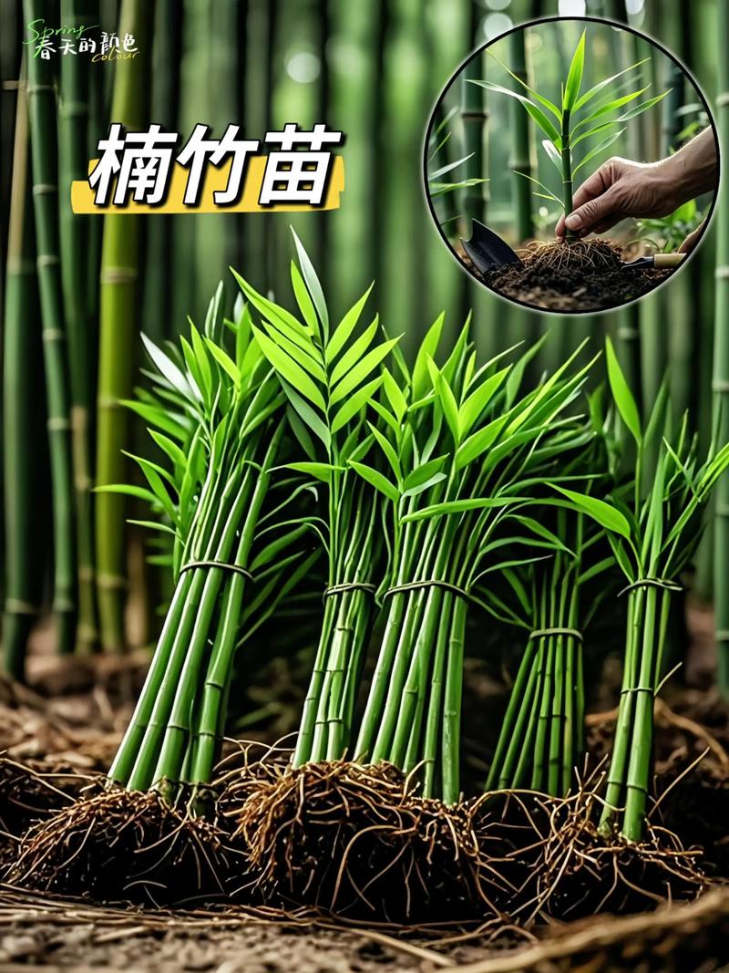 竹子苗哪里买?一位供应链专家的采购核查指南 三、规格标准与根系评估:拒绝“虚标苗”