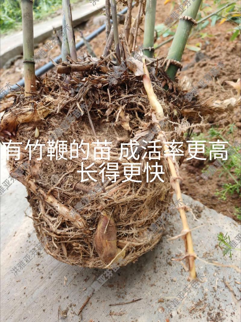 竹子苗哪里买?一位供应链专家的采购核查指南 写在最后