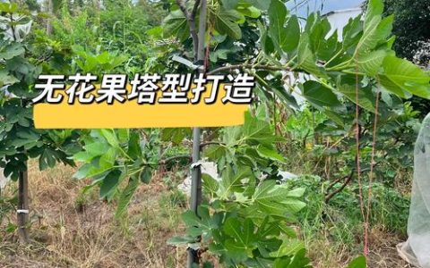 无花果树修剪的正确方法：打造高产庭院树形的全攻略