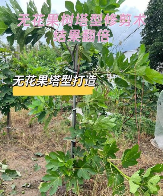 无花果树修剪的正确方法：打造高产庭院树形的全攻略