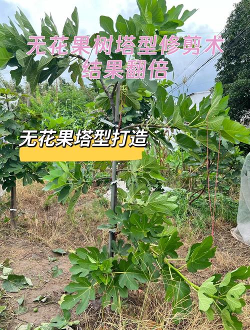 无花果树修剪的正确方法:打造高产庭院树形的全攻略 无花果树修剪的正确方法:打造高产庭院树形的全攻略