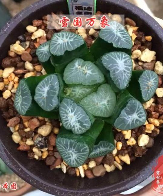 铃木锦多肉植物价格：2024年市场行情深度解析