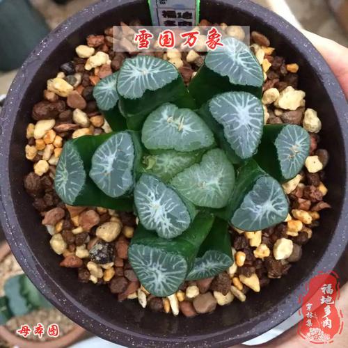 铃木锦多肉植物价格:2024年市场行情深度解析 价格快速参考