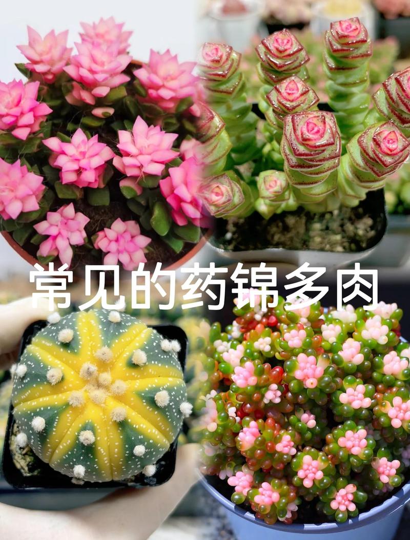 铃木锦多肉植物价格:2024年市场行情深度解析 规格影响价格(核心因素)