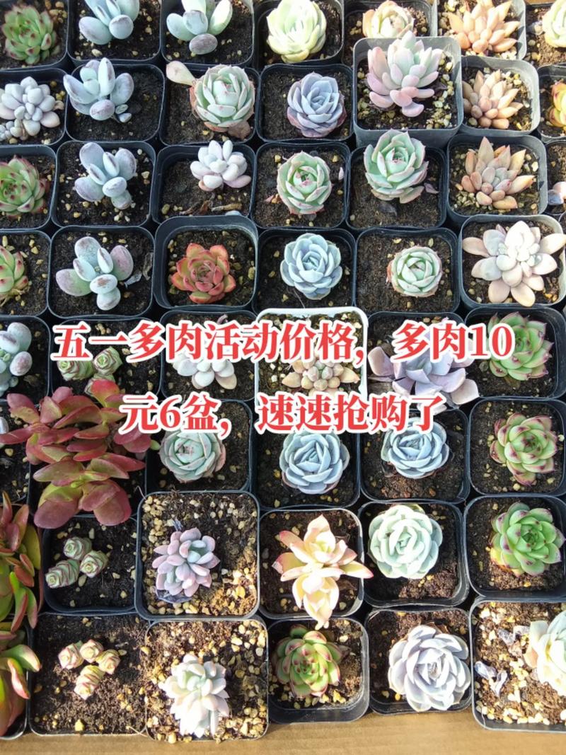 铃木锦多肉植物价格:2024年市场行情深度解析 产地影响价格(区域差异)