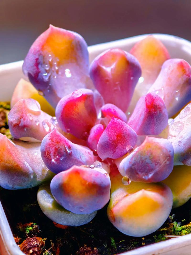铃木锦多肉植物价格:2024年市场行情深度解析 季节影响价格(选购时机)