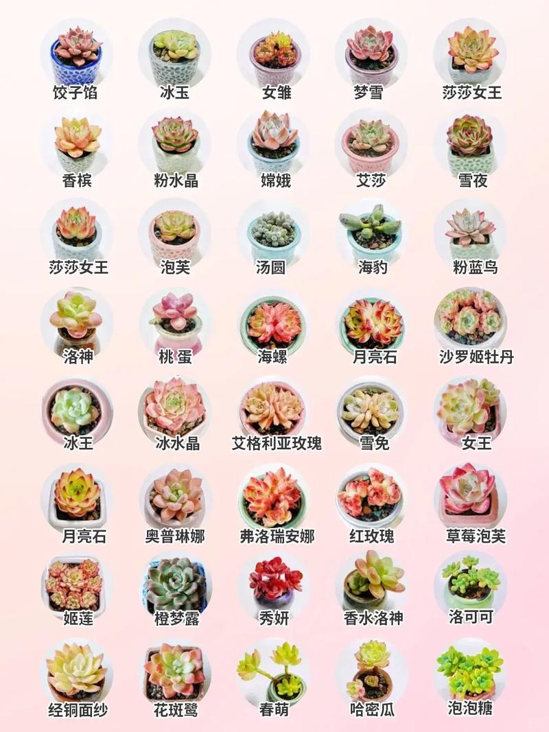 铃木锦多肉植物价格:2024年市场行情深度解析 价格对比表格