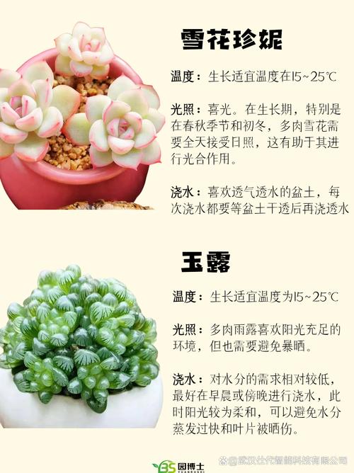 铃木锦多肉植物价格:2024年市场行情深度解析 运输影响价格(物流成本)