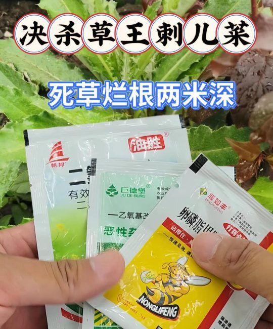 刺儿菜顽固难除？科学使用除草剂彻底除根的实操指南