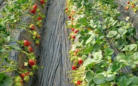 草莓冬季可以种植吗？冬栽草莓技术指南与操作要点