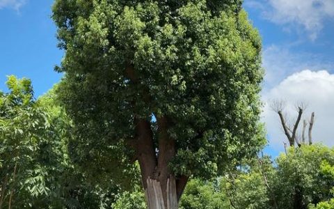 一年四季常绿的树是什么树？详解香樟的百科知识与种植指南