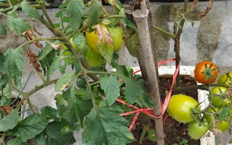 西红柿种植全攻略：从土壤选择到成活管理的7个关键步骤