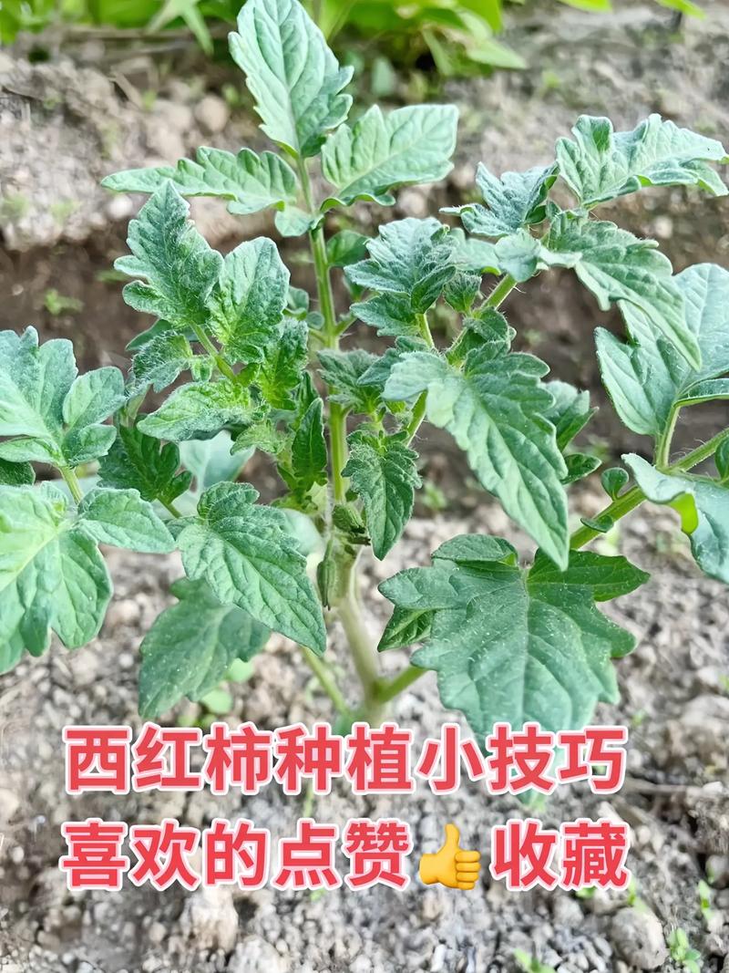 西红柿种植全攻略:从土壤选择到成活管理的7个关键步骤 四、栽植深度