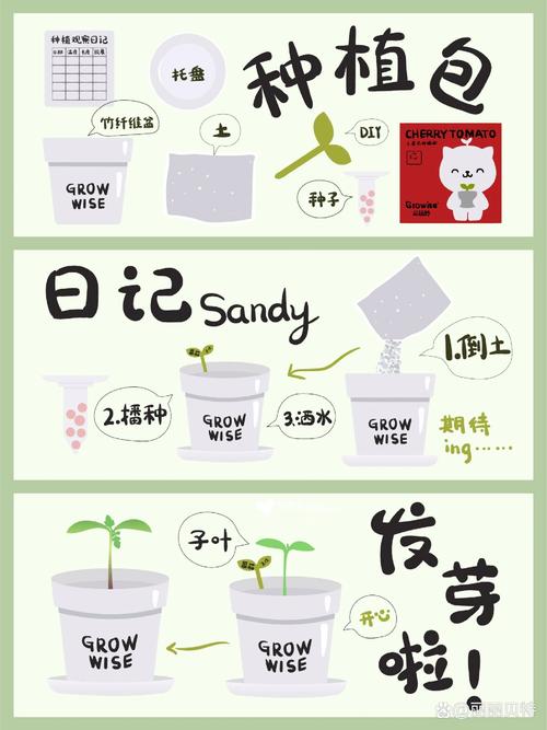西红柿种植全攻略:从土壤选择到成活管理的7个关键步骤 三、栽前处理