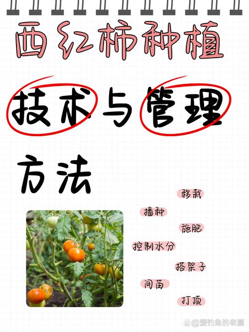 西红柿种植全攻略:从土壤选择到成活管理的7个关键步骤 六、缓苗管理