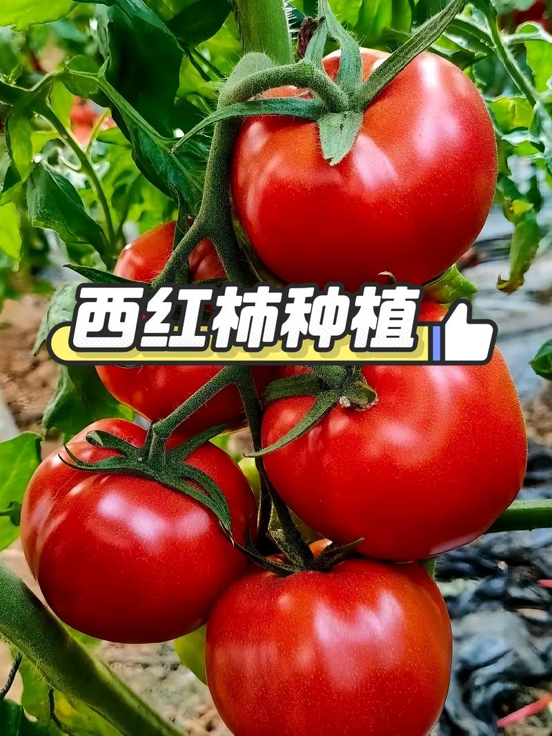 西红柿种植全攻略:从土壤选择到成活管理的7个关键步骤 五、浇定根水