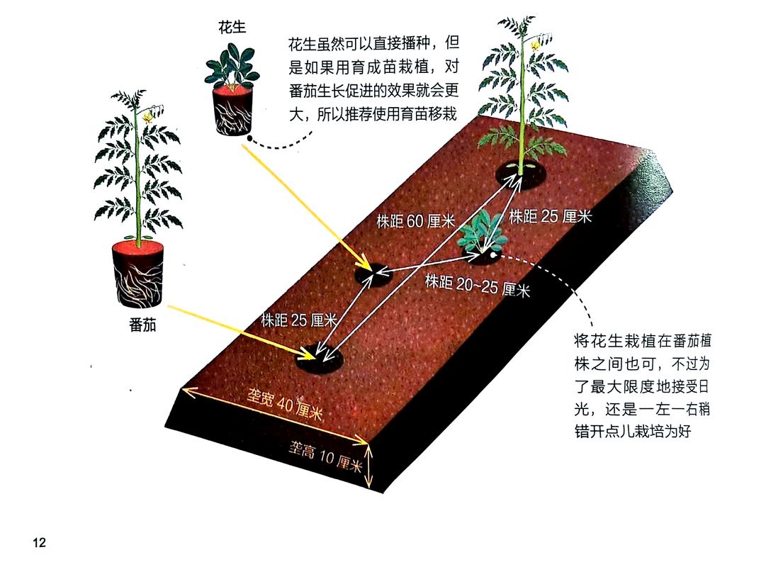 西红柿种植全攻略:从土壤选择到成活管理的7个关键步骤 七、成活注意事项
