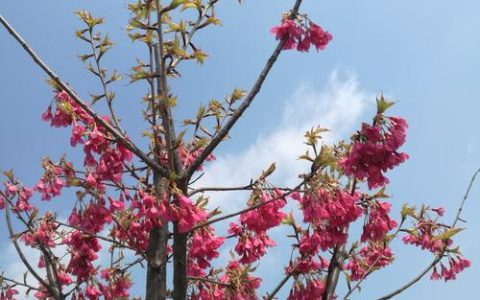 北方有樱花树吗？——耐寒品种选择与精细化种植指南